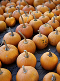 Large Number of Pumpkins for Sale on a Farm in St Joseph  Missouri  USA  North America
