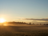 Sunrise on Field of Green Grass with Douglas Firs and Mount Rainier  Vashon Island  Washington  USA