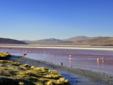 Flamingos on Laguna Colorada (Red Lagoon)  Eduardo Avaroa Andean Fauna Nat'l Reserve  Bolivia