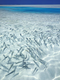 School of Fishes and Tropical Lagoon  Maldives  Indian Ocean  Asia
