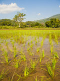 Rice Paddy Field Landscape in the Mountains Surrounding Chiang Rai  Thailand  Southeast Asia  Asia