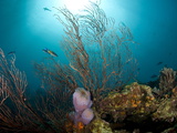 Reef Scene with Fan Coral and Vase Sponge  St Lucia  West Indies  Caribbean  Central America