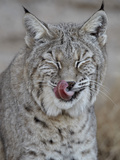 Bobcat (Lynx Rufus) with its Tongue Out  Living Desert Zoo and Gardens State Park  New Mexico  USA
