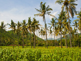 Tropical Palm Trees  Mangsit Beach  Lombok  Indonesia  Southeast Asia  Asia