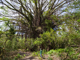 Giant Banyan Tree at the Island of Tanna  Vanuatu  South Pacific  Pacific