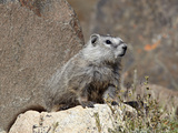 Young Grayish Yellow-Bellied Marmot (Marmota Flaviventris)  Shoshone Nat'l Forest  Wyoming  USA