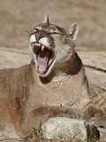 Mountain Lion (Puma Concolor)  Living Desert Zoo and Gardens State Park  New Mexico  USA