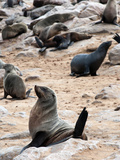 Cape Fur Seals (Arctocephalus Pusillus)  Cape Cross  Skeleton Coast  Kaokoland  Namibia