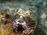 Sand Diver (Synodus Intermedius)  St Lucia  West Indies  Caribbean  Central America