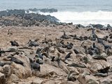 Cape Fur Seals (Arctocephalus Pusillus)  Cape Cross  Skeleton Coast  Kaokoland  Namibia