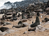 Cape Fur Seals (Arctocephalus Pusillus)  Cape Cross  Skeleton Coast  Kaokoland  Namibia