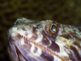 Sand Diver (Synodus Intermedius)  St Lucia  West Indies  Caribbean  Central America