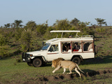 Lion (Panthera Leo) and Safari Vehicle  Masai Mara  Kenya  East Africa  Africa