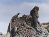 Galapagos Marine Iguana (Amblyrhynchus Cristatus)  Galapagos  UNESCO World Heritage Site  Ecuador