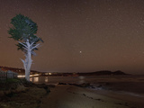 Monterey Bay with Tree and Night Sky with Stars  Monterey  California  USA  North America