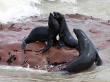 Cape Fur Seals (Arctocephalus Pusillus)  Cape Cross  Skeleton Coast  Kaokoland  Namibia