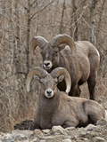 Two Bighorn Sheep (Ovis Canadensis) Rams During the Rut  Clear Creek County  Colorado  USA