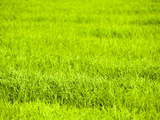 Rice Paddy Fields Near Chiang Rai  Thailand  Southeast Asia  Asia