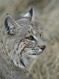Bobcat (Lynx Rufus)  Living Desert Zoo and Gardens State Park  New Mexico  USA  North America