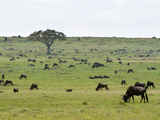 Wildebeest (Connochaetes Taurinus)  Masai Mara  Kenya  East Africa  Africa
