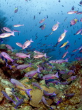 School of Creole Wrasse (Clepticus Parrae)  St Lucia  West Indies  Caribbean  Central America