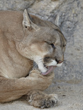Mountain Lion (Puma Concolor)  Living Desert Zoo and Gardens State Park  New Mexico  USA