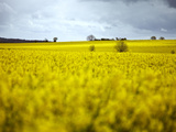 Rape Fields  Cambridgeshire  England  United Kingdom  Europe