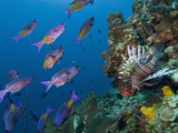 Creole Wrasse (Clepticus Parrae) and Lionfish (Pterois Volitans)  Roatan  Bay Islands  Honduras
