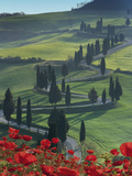 Winding Road and Poppies  Montichiello  Tuscany  Italy  Europe