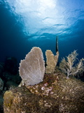 Reef Scene with Sea Fan  St Lucia  West Indies  Caribbean  Central America