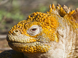 Galapagos Land Iguana  (Conolophus Subcristatus)  Galapagos Is  UNESCO World Heritge Site  Ecuador