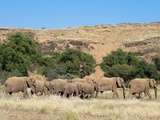 Desert Elephants (Loxodonta Africana)  Huab River Valley  Torra Conservancy  Damaraland  Namibia