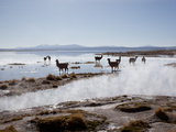 Llamas Standing in a Steaming Hot Lagoon at Dawn  Eduardo Avaroa National Park