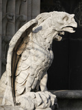 Gargoyle  Notre Dame Cathedral  Paris  France  Europe