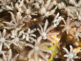 Tree Fern Soft Coral (Clavularia Sp)  Sulawesi  Indonesia  Southeast Asia  Asia