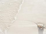 Conch Shell Washed Up on Grace Bay Beach  Providenciales  Turks and Caicos Islands  West Indies