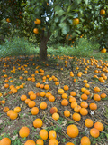 Fallen Oranges in Orange Grove  Cyprus  Europe
