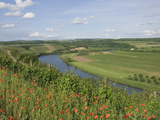 Poppies and Vineyards Along Border of Luxembourg and Germany  River Moselle (Mosel)  Germany