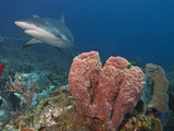 Caribbean Reef Shark (Carcharhinus Perezii) and Giant Barrel Sponge (Xestospongia Muta)  Honduras