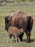 Bison (Bison Bison) Cow Nursing Her Calf  Yellowstone National Park  Wyoming  USA  North America