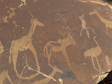 Rock Engravings  Huab River Valley  Torra Conservancy  Damaraland  Namibia  Africa