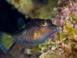 Sharpnose Puffer (Canthigaster Rostrata)  St Lucia  West Indies  Caribbean  Central America