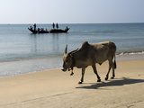 Cattle and Fishing Boat  Benaulim  Goa  India  Asia