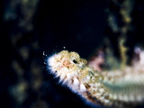 Beared Fireworm (Hermodice Carunculata)  St Lucia  West Indies  Caribbean  Central America