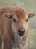 Bison (Bison Bison) Calf  Yellowstone National Park  Wyoming  USA  North America