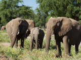 Desert Elephants (Loxodonta Africana)  Huab River Valley  Torra Conservancy  Damaraland  Namibia