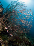 Reef Scene with Sea Fan  St Lucia  West Indies  Caribbean  Central America