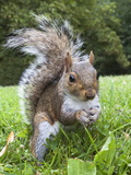Grey Squirrel (Sciurus Carolinensis)  in City Park  Brandon Park  Bristol  England  UK  Europe