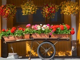 Flowers on Trolley  Arabba  Belluno Province  Trento  Italy  Europe