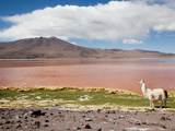 Llama (Lama Glama) with Volcano in Background  Eduardo Avaroa Nat'l Park  Bolivia